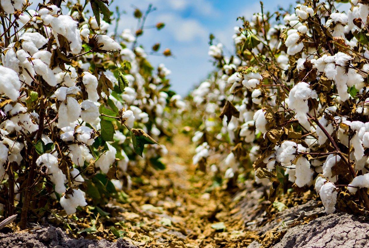 Exploring the Soft Touch of Organic Cotton: A Comfort Comparison