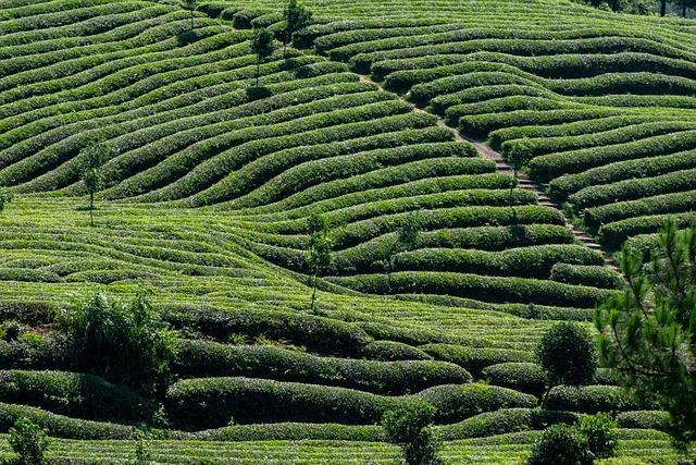 Evaluating the Safety Profile of Green Tea Extract Supplements
