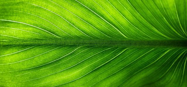 Exploring​ the Eco-Friendly Material Revolution in Footwear