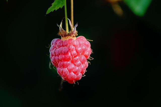 choosing the Best Organic Berries: A Guide to Quality and⁢ Taste