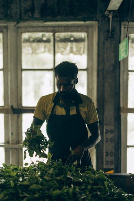 Understanding the Antioxidant Power of Green Tea for Optimal Health