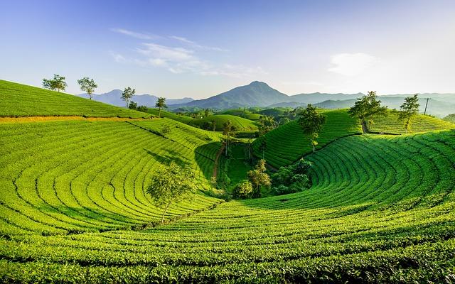 Exploring the Metabolic Benefits of Pure Encapsulations Green Tea Extract