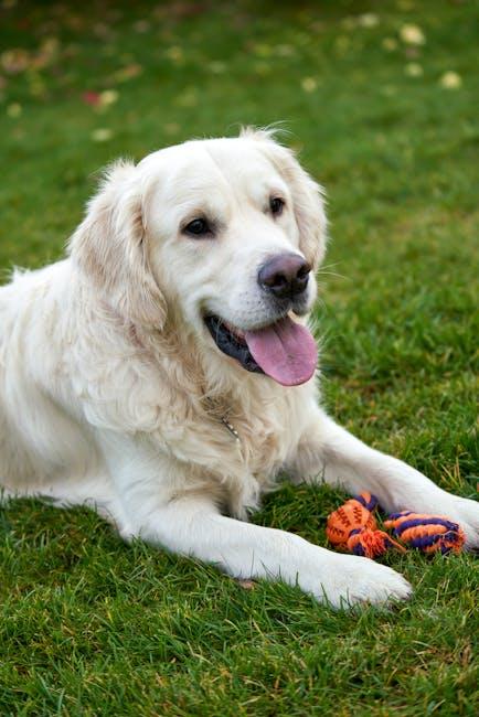DIY Eco-Friendly Pet Toys: Creative Ideas for Sustainable Play