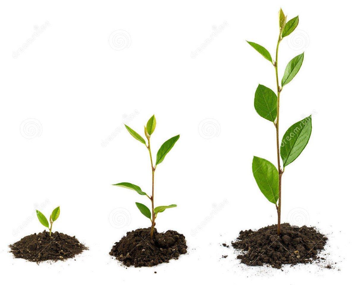Tips for Optimal Use to ‌Maximize plant Growth