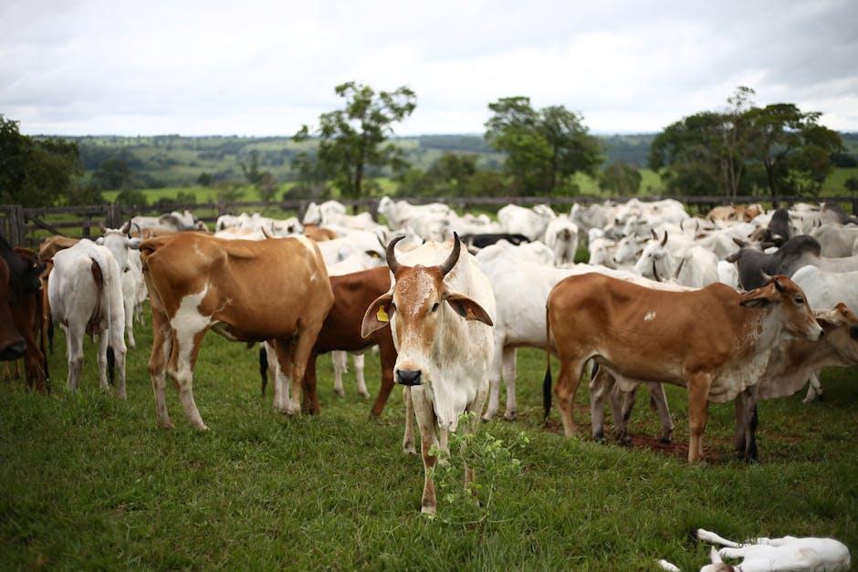 A Deep Dive into the Nutritional Benefits of Grass-Fed Whey