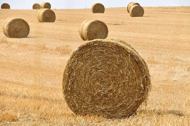Understanding the⁢ Principles ⁣of Mulching ‌and Its Impact on ‍Grass Health