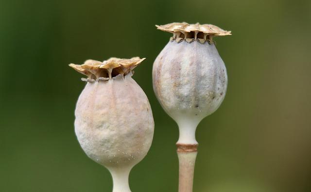Scientific Insights: The Role of Grape ​Seed⁣ Extract ⁤in Disease Prevention