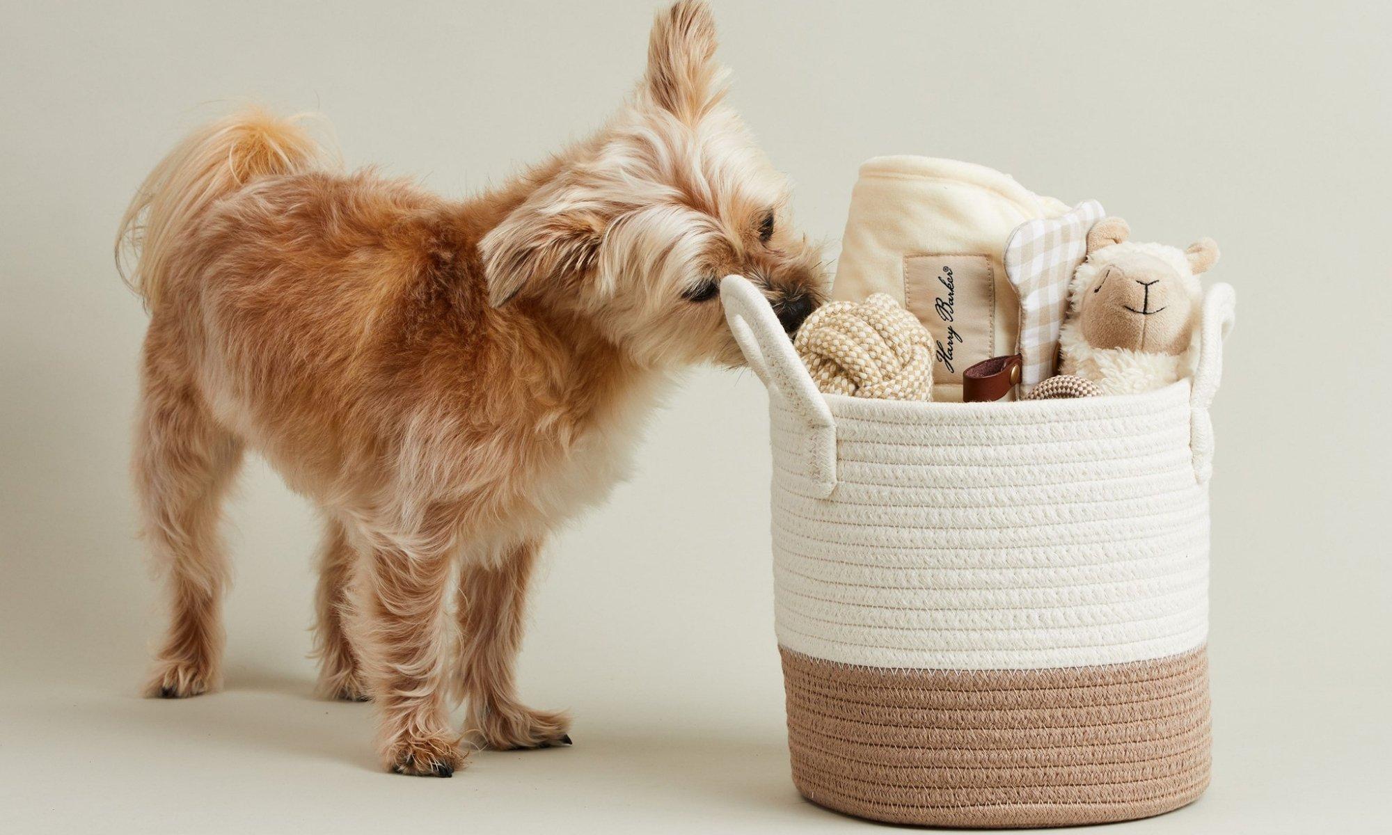 Understanding Eco-Friendly Materials for Pet Toys