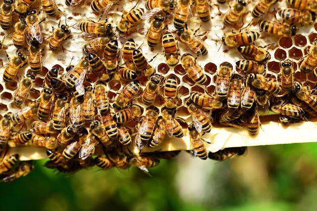 Understanding How Beeswax Wraps⁤ Compare to Traditional ⁣plastics