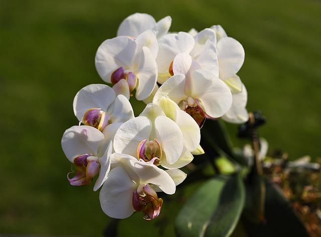Caring for Your Orchids: Essential Tips for Thriving Houseplants