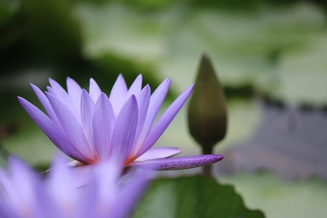 Maintenance Tips for ‌Longevity:⁢ Caring for Your Purple⁤ Harmony Pillow to Enhance Durability