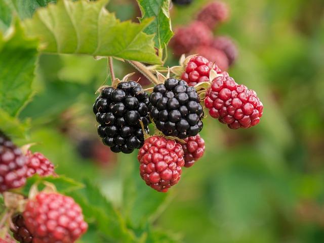 The Sweet Science: Understanding Flavor Profiles in Berries