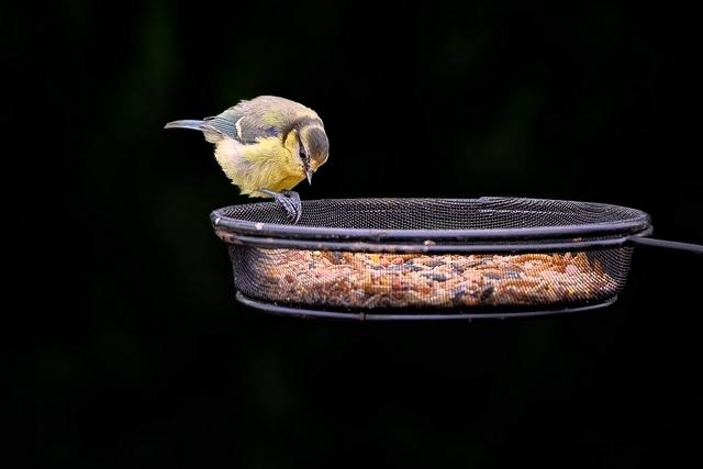 optimal Placement⁤ Strategies to⁢ Maximize Bird Visitors